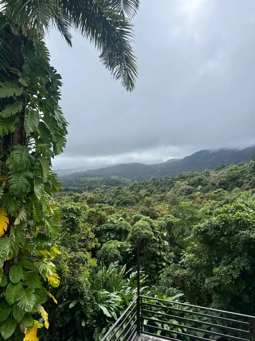 Broad leaves and the mountains beyond