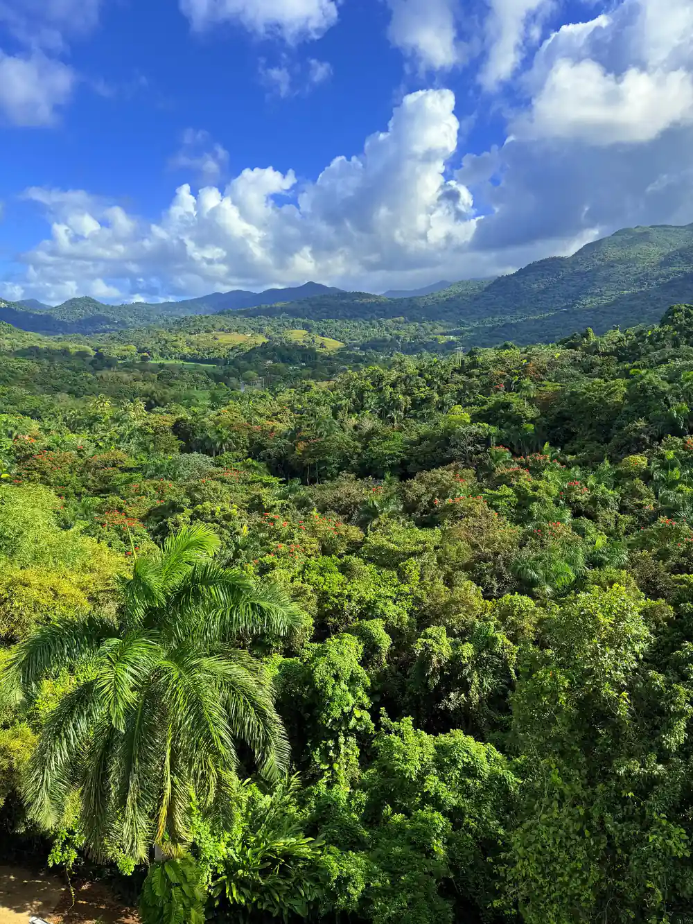 Dense rainforest canopy below the ridge