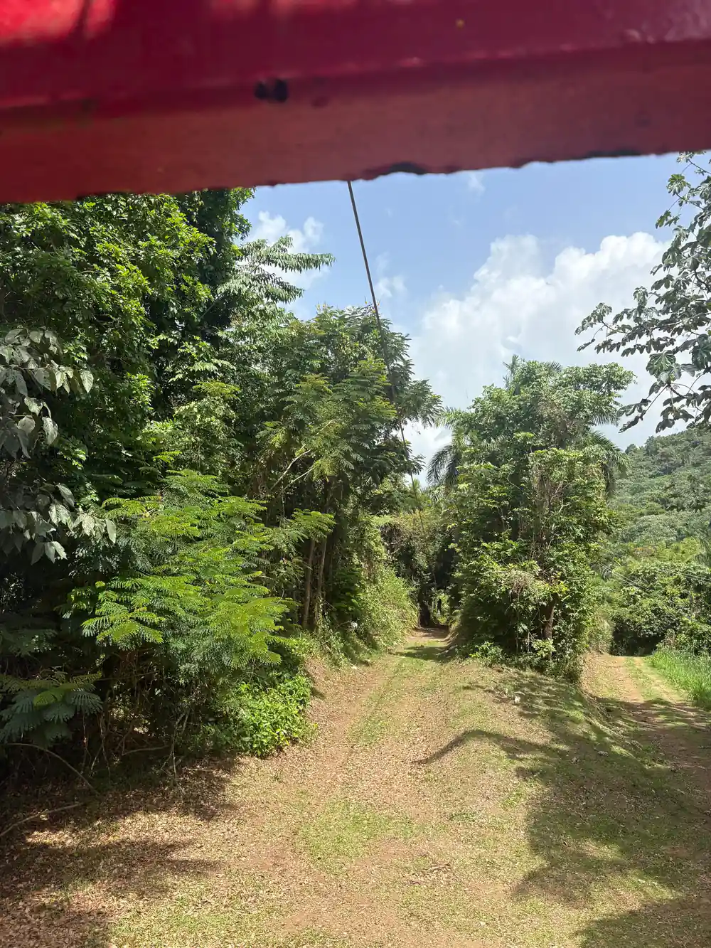 A grass track running down through the trees