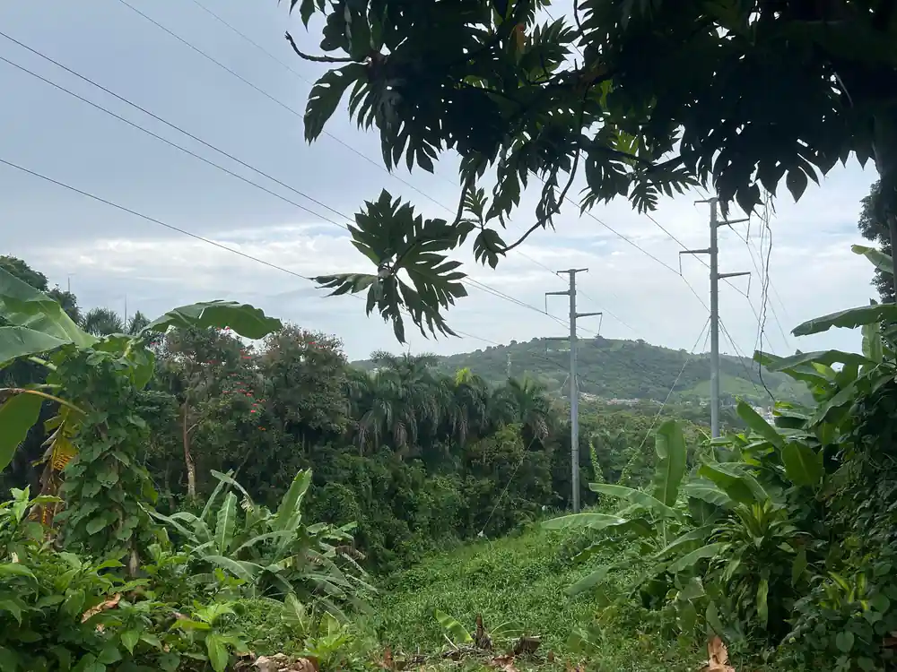 The green hills seen through the canopy