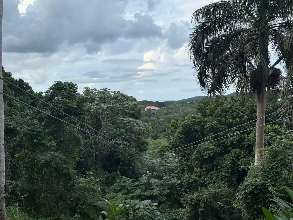 Palms against a clouded sky