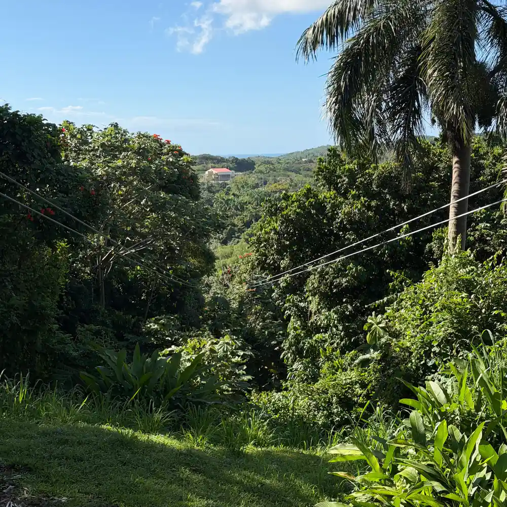 Palms and forest falling away to the coast