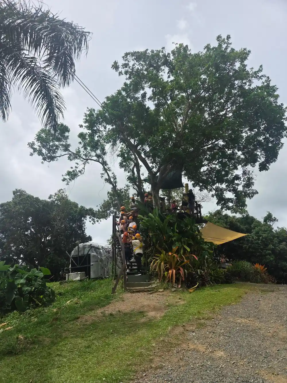 The platform built up among the big trees