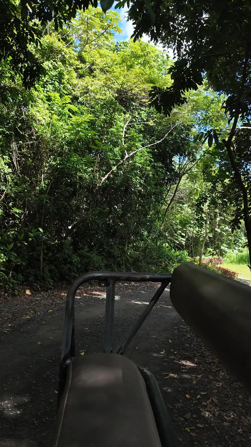 A quiet track through the trees at the park