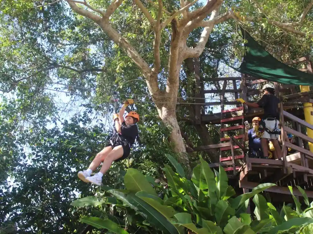 A rider on the line among the palms
