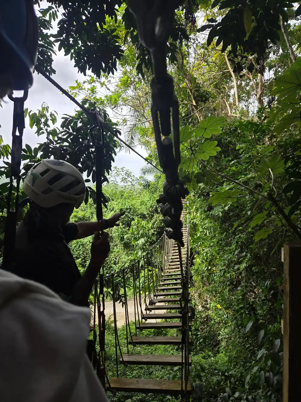 A rope bridge strung between the trees